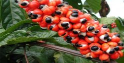 GUARANA: PLANTA DA LONGEVIDADE.