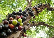 Jabuticaba