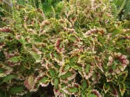 Coleus