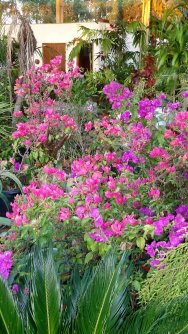 Primavera Bougainvillea Roxa