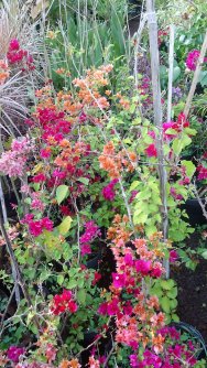 Primavera Bougainvillea Laranja