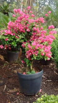 Bougainvillea spectabilis