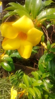 Alamanda Amarela