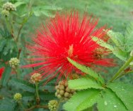 Calliandra Vermelha