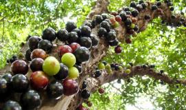 Jabuticaba