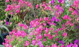 Primavera Bougainvillea Roxa