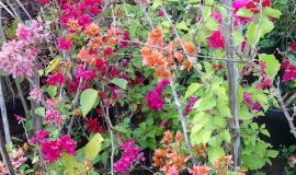 Primavera Bougainvillea Laranja