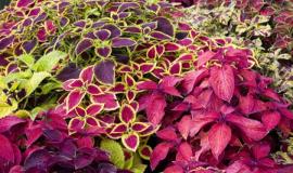 Coleus